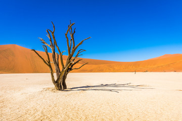 Dead camelthorn trees against dunes and blue sky in Deadvlei, Sossusvlei. Namib-Naukluft National Park, Namibia.