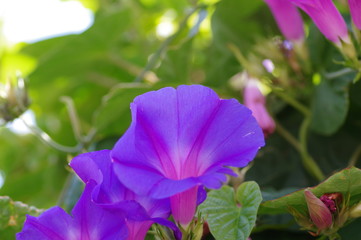 琉球アサガオ