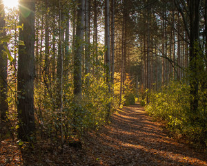 Obraz premium Trail in the Woods 3