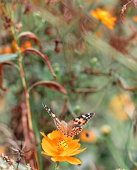 Butterfly　Cosmos　insect