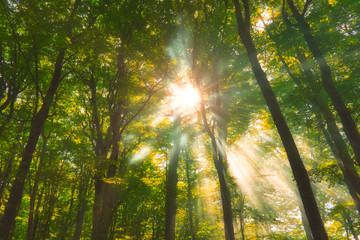 Fototapeta na wymiar sun rays through the trees in the forest