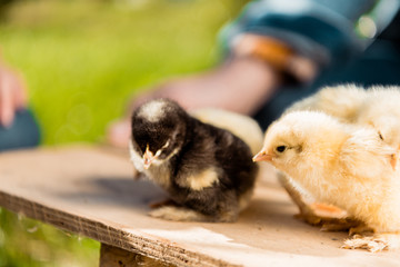 selective focus of adorable baby chicks on wooden board and male farmer behind outdoors