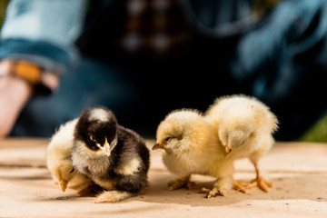 partial view of male farmer holding wooden board with adorable baby chicks outdoors