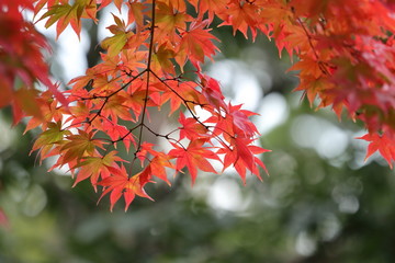 紅葉