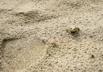 Fototapeta na wymiar Small frog on a sandy bank
