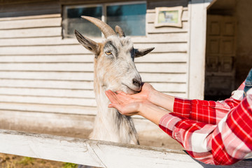 cropped image of woman feeding goat by grass near wooden fence at farm