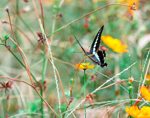 Butterfly　insect　flower