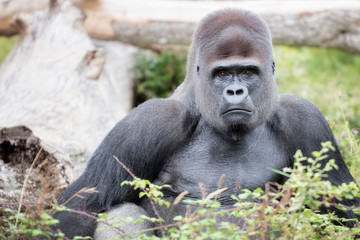 Gorille dos argenté de 36 ans