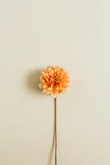 Orangefarbene Dahlienblüte auf beigem Hintergrund. Flache Lage, Draufsicht. © Floral Deco
