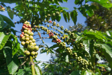 coffee beans in coffee garden
