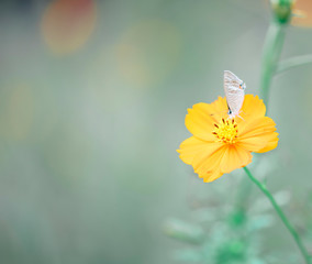Butterfly　insect　flower