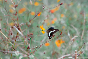 Butterfly　insect　flower