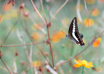 Butterfly　insect　flower