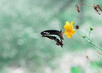 Butterfly　insect　flower