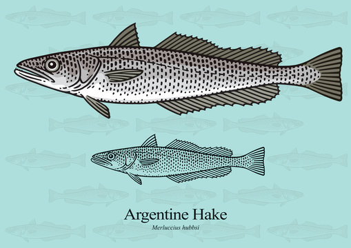 Argentine Hake. Vector illustration with refined details and optimized stroke that allows the image to be used in small sizes (in packaging design, decoration, educational graphics, etc.)