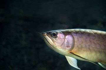 arowana