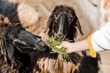 partial view of female farmer feeding sheep by grass at ranch