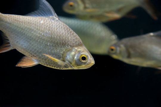 Barbodes gonionotus