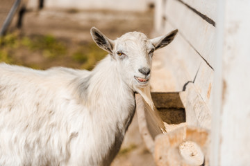 portrait of adorable goat grazing in corral at farm