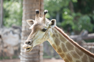 animal, giraffe