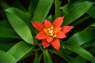 Bromeliad flower in the garden