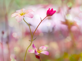 Obraz premium wild flower