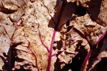 Dry beetroot leaf texture, natural organic  background, close up detail, soft sepia wavy surface with bright red-purple branching veins