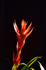 Bromeliad flower in the garden