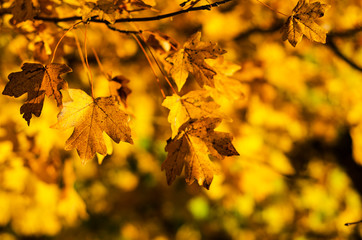 bush with bright autumn leaves