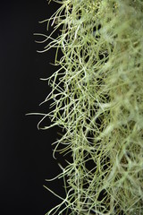 Spanish moss, Natural 'curtain' formed.