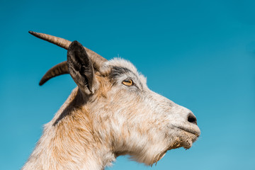 low angle view of adorable goat against blue sky