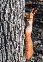Funny wild red squirrel on park tree.
