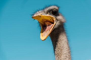 beautiful ostrich with open beak against blue sky - obrazy, fototapety, plakaty