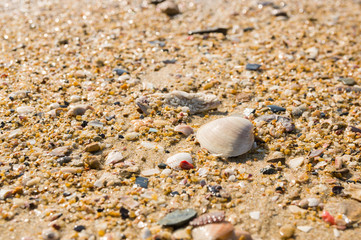 Clam shell on sand