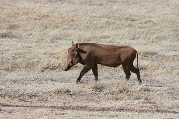 Photo wild boar - warthog in the valley of the Ngorongoro crater