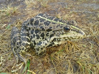 frog in pond