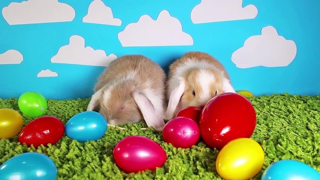 Easter bunny cute rabbit with eggs on green studio background. Cute mini mini video footage. Sallander silver lop.