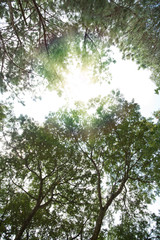 Pine and light forests