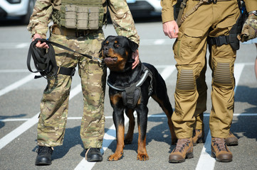 Police dog standing near soldiers of KORD (police strike force, Ukrainian SWAT)