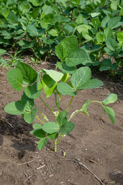 soybean at R1 stage - beginning flower