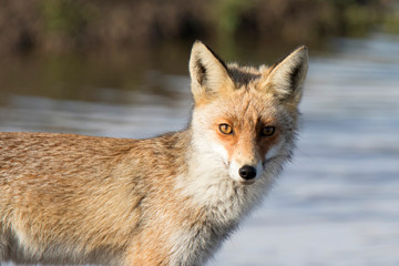 red fox portrait