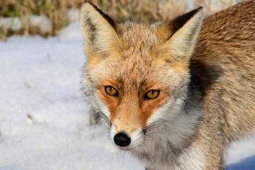 red fox portrait