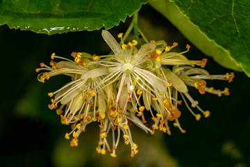 Linden flowers on a branch.