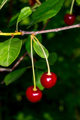 Two cherries on a branch. Cherries in droplets of water.