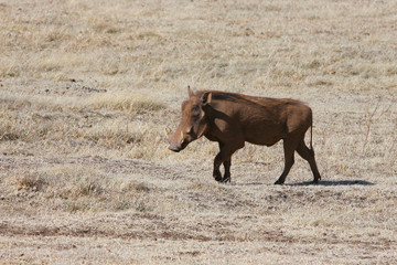 Photo wild boar / Photo wild boar - warthog in the valley of the Ngorongoro crater