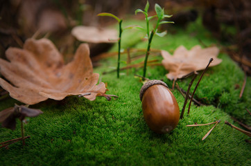 Brown acorn lies on a loose green pillow of moss near a brown oak leaf