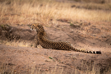 Cheetah lies on dirt mound looking left