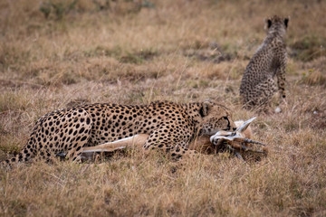 Cheetah lies with Thomson gazelle near cub