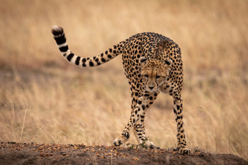 Cheetah lifting foot on stony earth bank