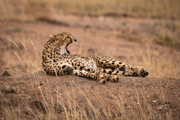 Cheetah lies yawning on stony earth bank